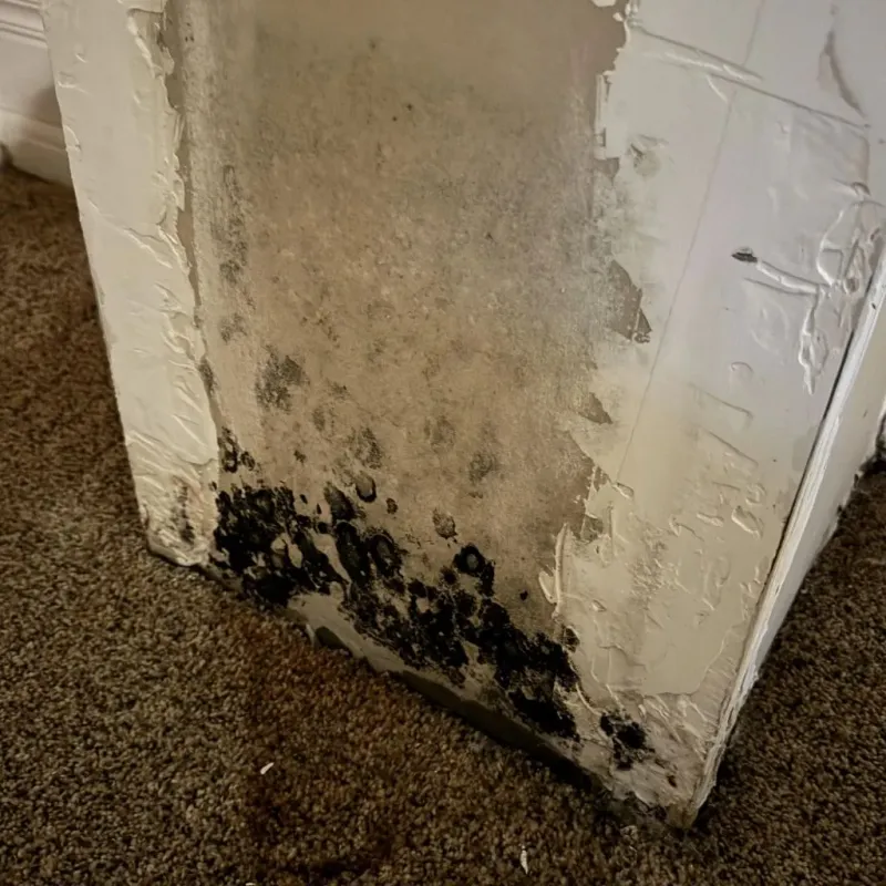 Professional Mold Removal in Lancaster County, VA